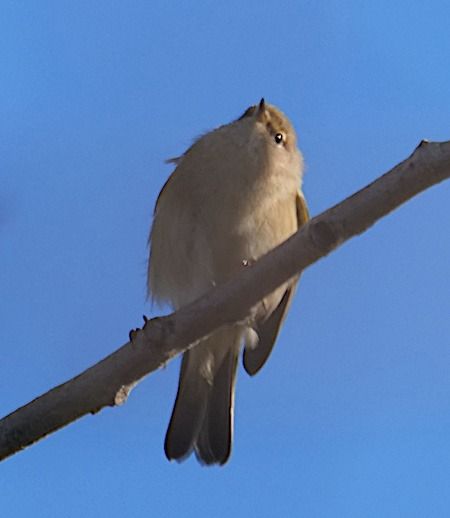 Luì piccolo  - Angelo Pasqua