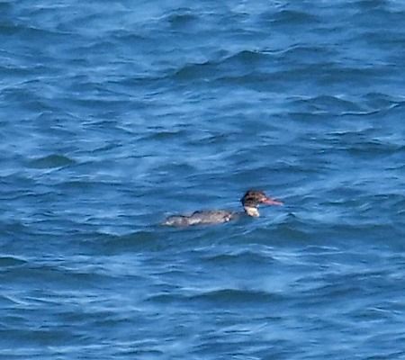 Smergo minore  - Angelo Pasqua