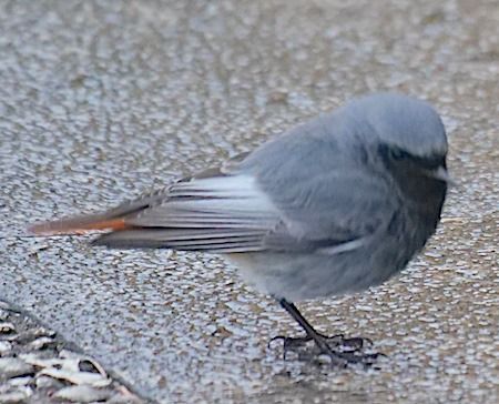 Codirosso spazzacamino  - Angelo Pasqua