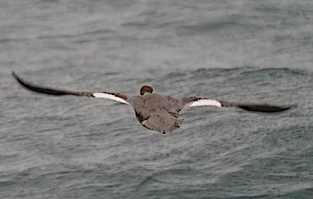 Smergo maggiore  - Angelo Pasqua