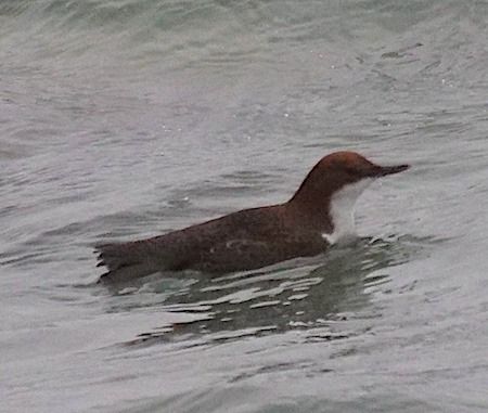 Merlo acquaiolo  - Angelo Pasqua