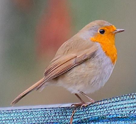 Pettirosso  - Angelo Pasqua