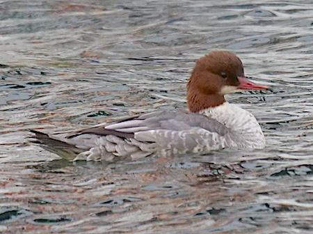 Smergo maggiore  - Angelo Pasqua