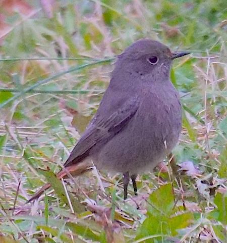 Codirosso spazzacamino  - Angelo Pasqua
