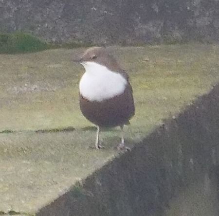 Merlo acquaiolo  - Angelo Pasqua