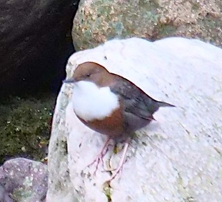 Merlo acquaiolo  - Angelo Pasqua