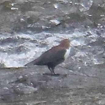 Merlo acquaiolo  - Angelo Pasqua