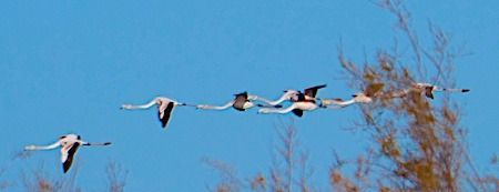 Fenicottero  - Angelo Pasqua