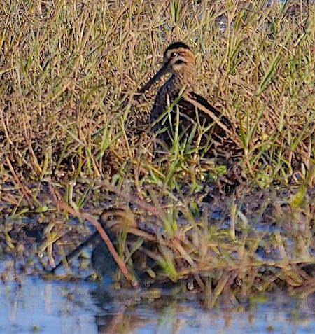 Beccaccino  - Angelo Pasqua