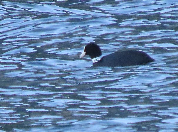 Folaga  - Roberto Boscaini