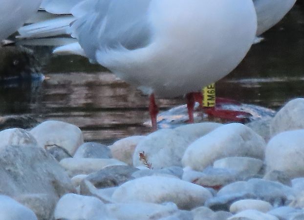 Gabbiano comune  - Roberto Boscaini