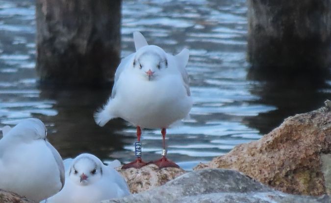 Gabbiano comune  - Roberto Boscaini