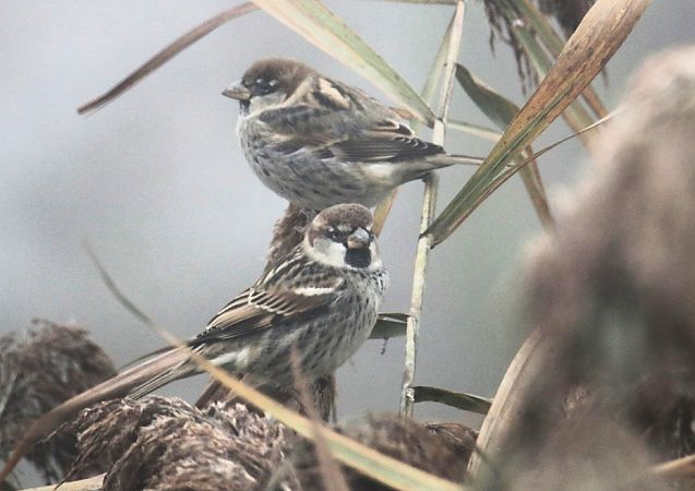Passera d'Italia  - Roberto Boscaini