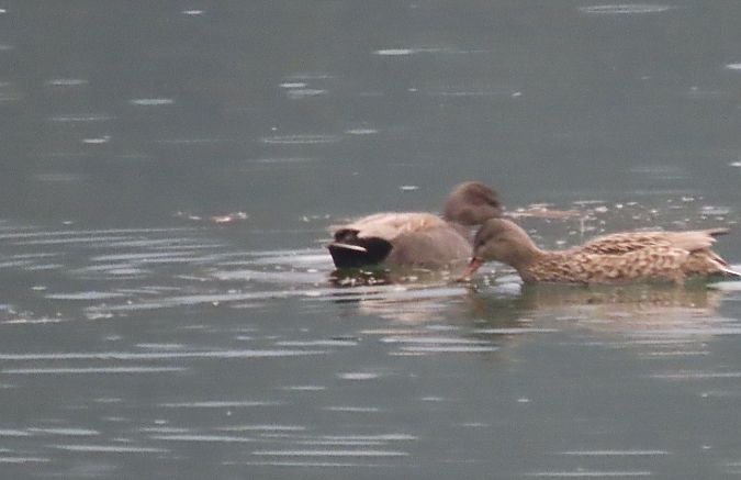 Canapiglia  - Roberto Boscaini
