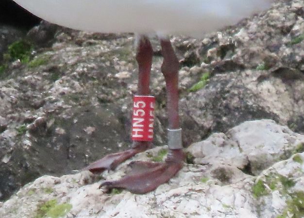 Gabbiano comune  - Roberto Boscaini