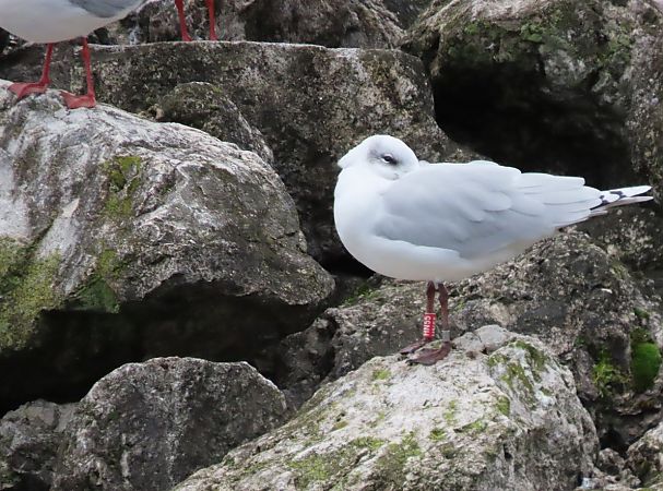 Gabbiano comune  - Roberto Boscaini