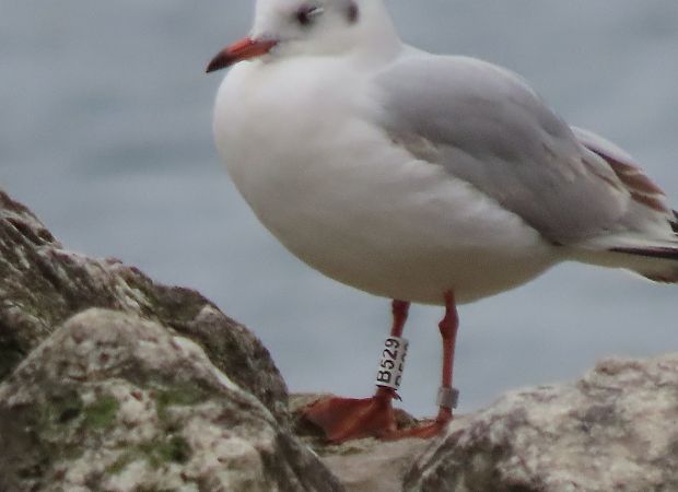 Gabbiano comune  - Roberto Boscaini
