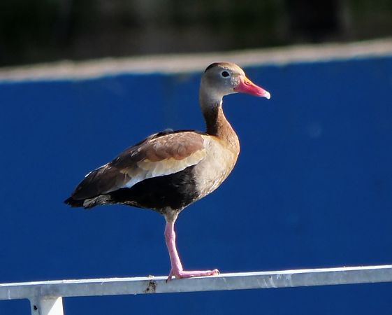 Dendrocigna beccogrosso  - Paolo Ricci