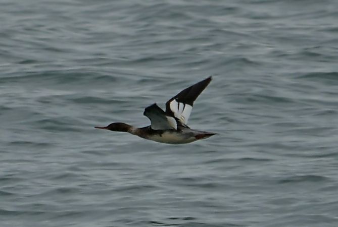 Smergo minore  - Paolo Ricci