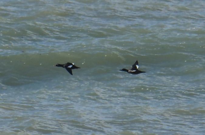 Orco marino  - Paolo Ricci