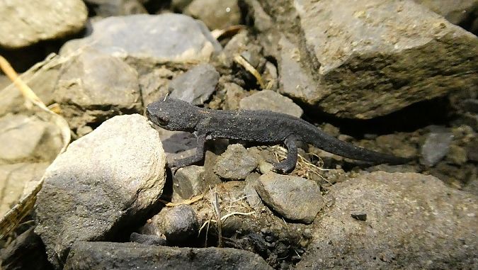 Tritone alpestre  - Massimo Gigante