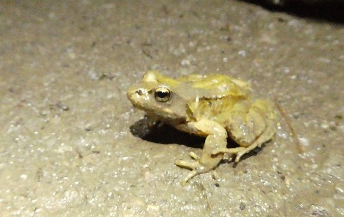 Rana temporaria  - Massimo Gigante