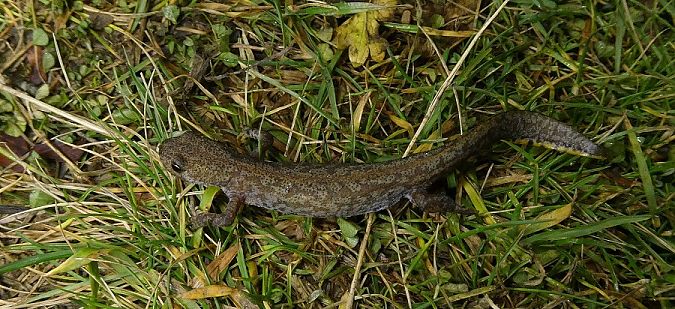 Tritone alpestre  - Massimo Gigante