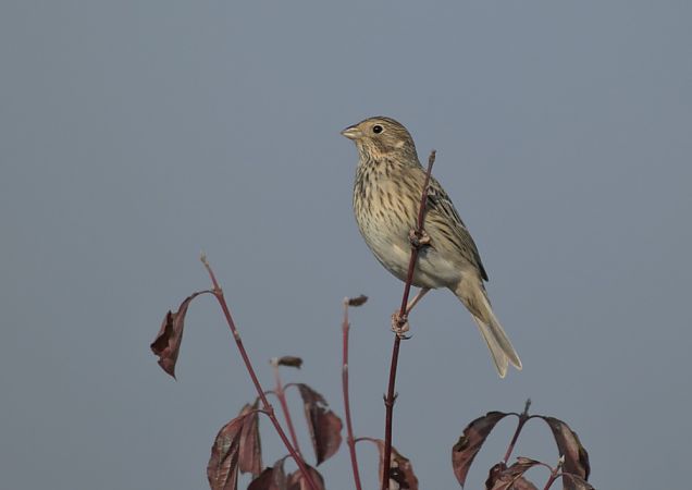 Strillozzo  - Luigi Gennari