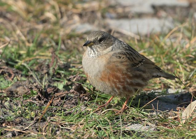 Sordone  - Luigi Gennari