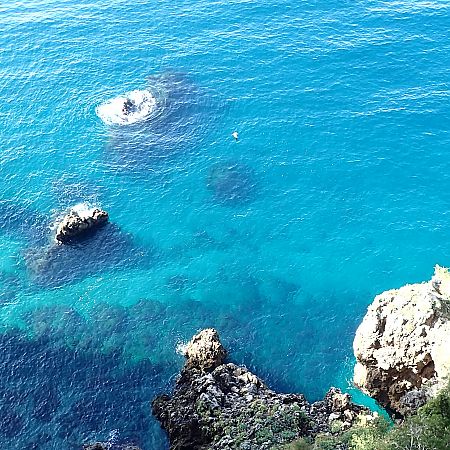 Uccello indeterminato  - Gaspare Adinolfi