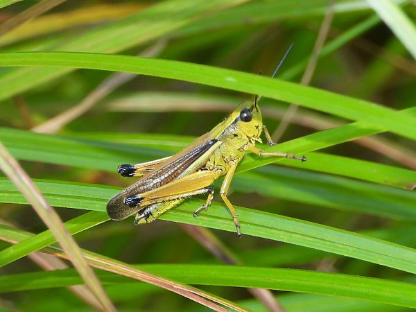 Stethophyma grossum  - Mirko Tomasi