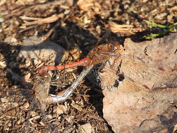 Sympetrum striolatum  - Mirko Tomasi