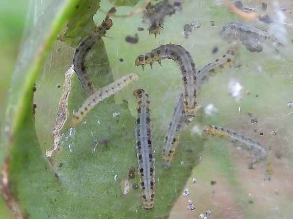 Yponomeuta sedella  - Mirko Tomasi