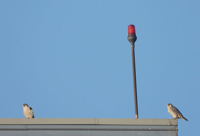 Falco pellegrino  - Mirko Tomasi