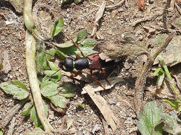 Staphylinus erythropterus  - Mirko Tomasi