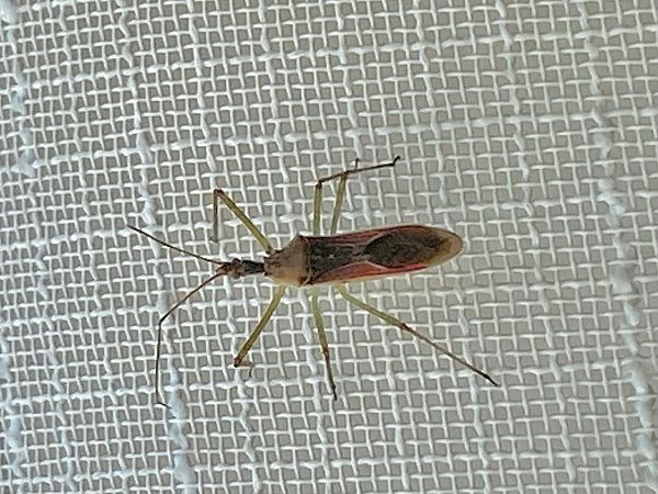 Heteroptera sp.  - Maria Rita Gelso