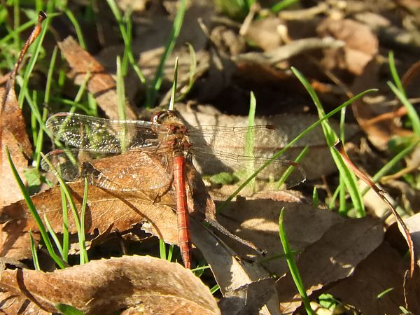 Sympetrum striolatum  - Maria Rita Gelso