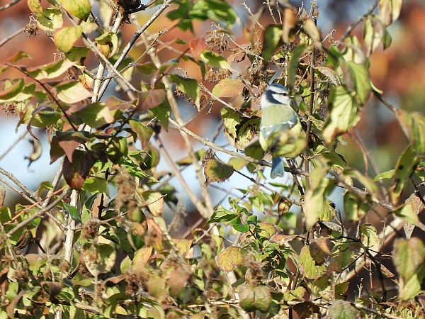 Mésange bleue  - Maria Rita Gelso