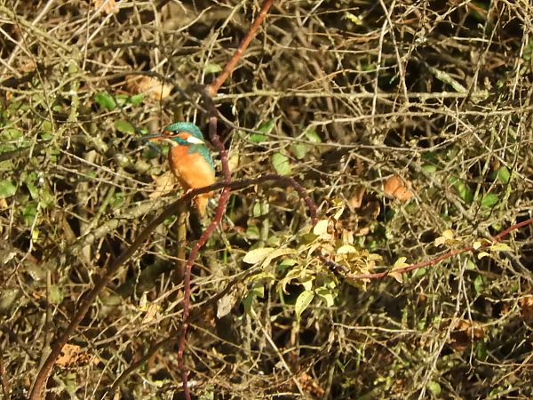 Martin-pêcheur d'Europe  - Maria Rita Gelso