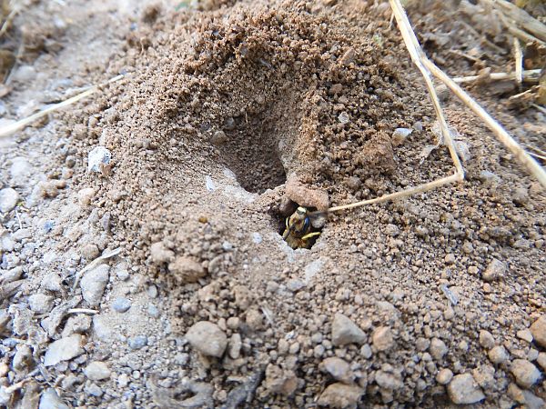Philanthus triangulum  - Maria Rita Gelso