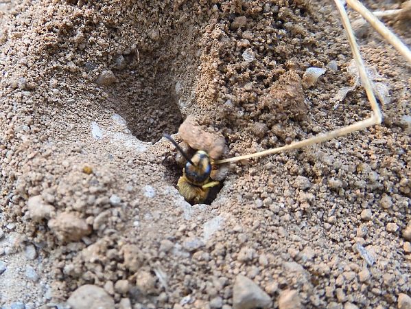 Philanthus triangulum  - Maria Rita Gelso