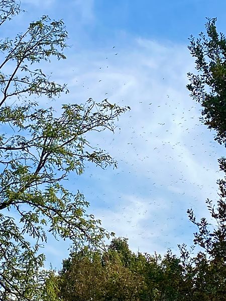 Storno  - Maria Rita Gelso