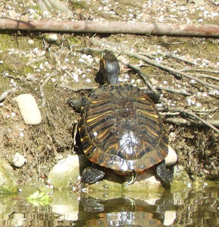 Testuggine palustre americana (T.s.troostii)  - Maria Rita Gelso