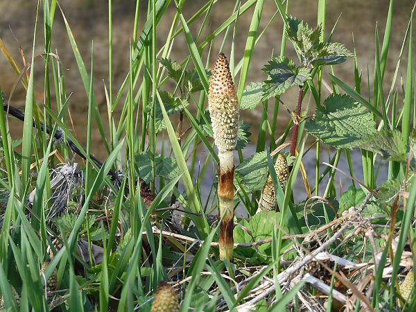 Pteridophyta sp.  - Maria Rita Gelso