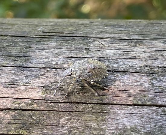 Rhaphigaster nebulosa  - Maria Rita Gelso