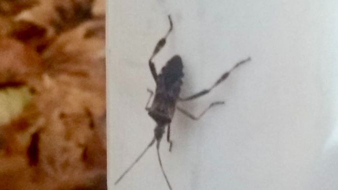 Leptoglossus occidentalis  - Maria Rita Gelso