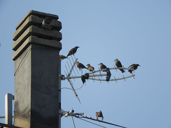 Storno  - Maria Rita Gelso