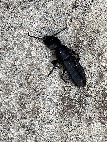 Ocypus olens  - Maria Rita Gelso