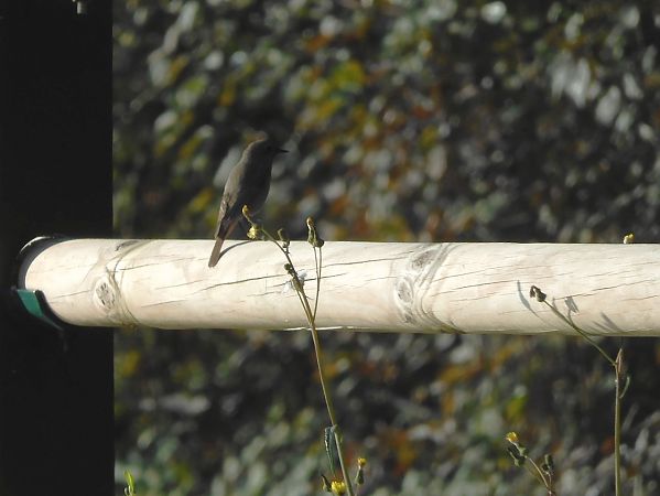 Codirosso spazzacamino  - Maria Rita Gelso