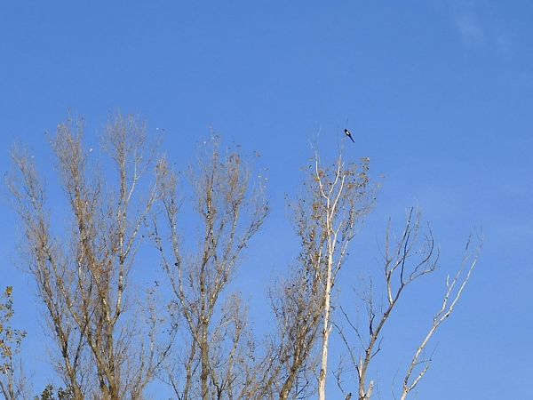 Gazza  - Maria Rita Gelso